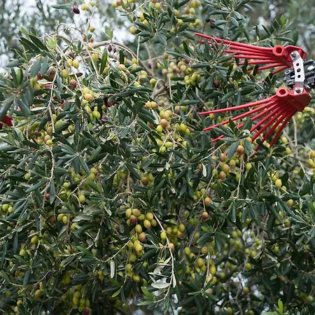 Azienda Agrituristica Scalelle * Otranto
