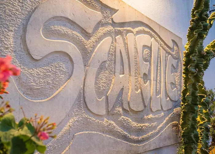 팜스테이 Scalelle *