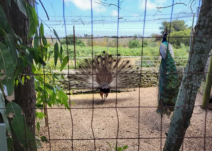 팜스테이 Scalelle 오트란토