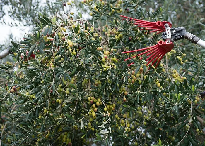 Scalelle * 오트란토