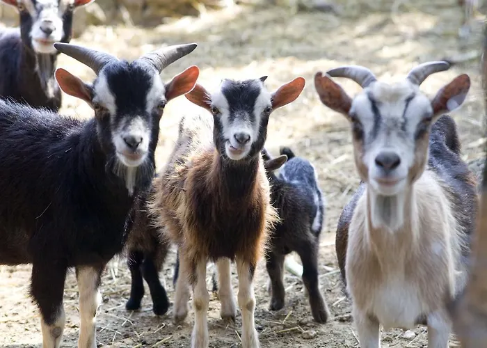 팜스테이 Scalelle