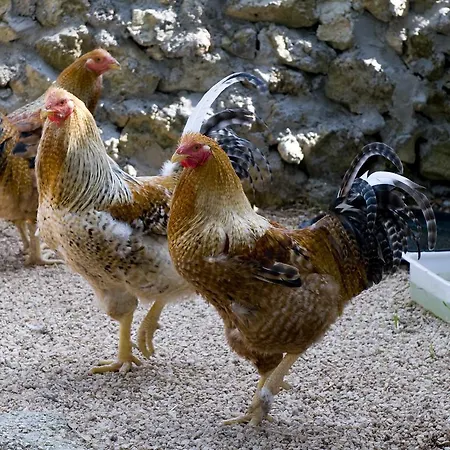 Scalelle Bauernhof Otranto