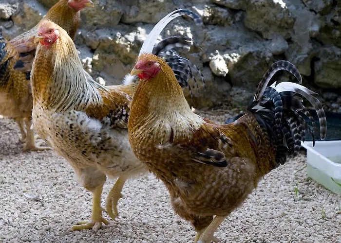 Scalelle Gospodarstwo agroturystyczne Otranto