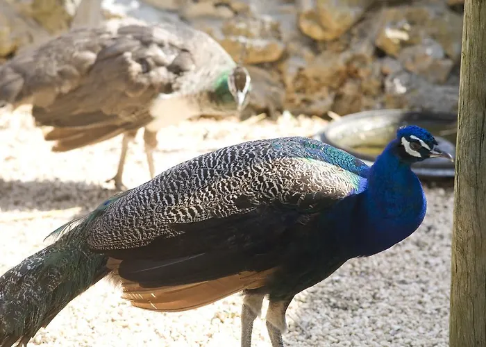 Scalelle Gospodarstwo agroturystyczne